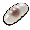Black Ant Egg